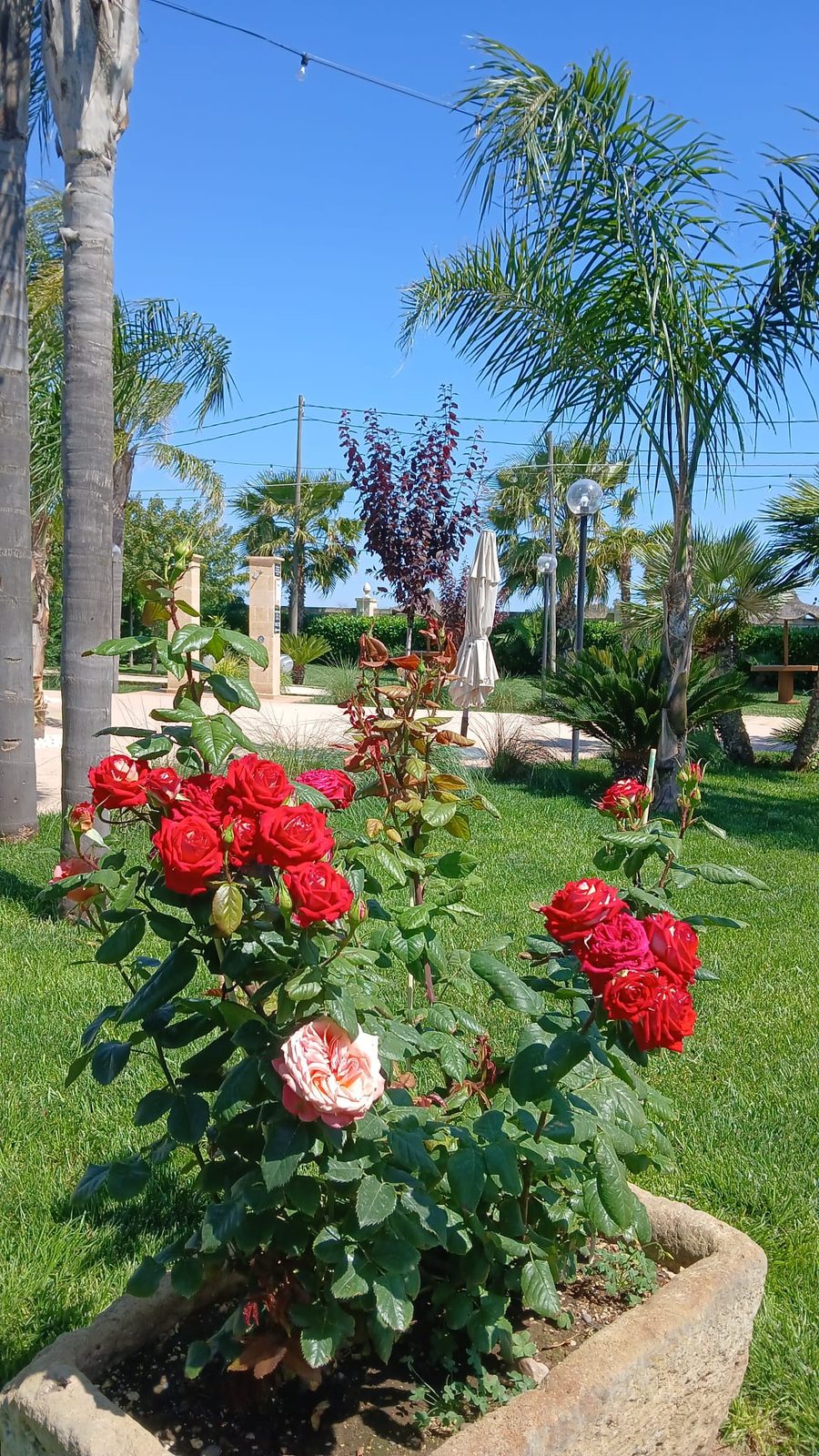 Relais San Giovanni · le rose del giardino, Castellaneta (Taranto)